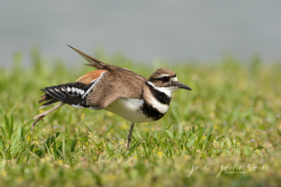 Killdeer Stretching In The Grass 050220162107