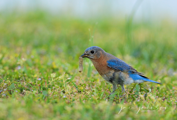Female Eastern Bluebird With Worm 050220162176