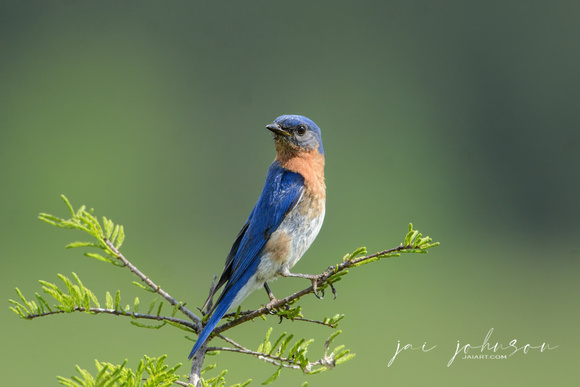 Male Eastern Bluebird 050220162211