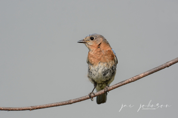 Female Eastern Bluebird On A Branch 050220162390