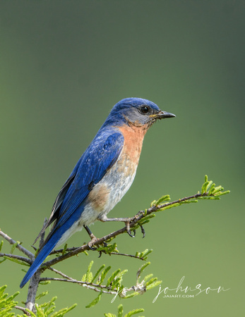 Male Eastern Bluebird On A Branch 050220162203