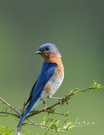 Male Eastern Bluebird On A Tree 050220162220