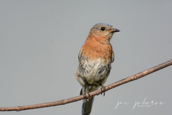 Female Eastern Bluebird On A Branch 121920162405