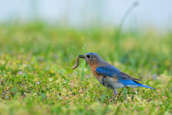 Female Eastern Bluebird With Worm 121920162183