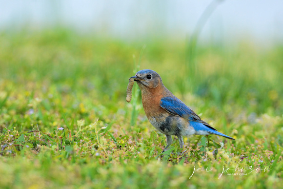 Female Eastern Bluebird With Worm 121920162177