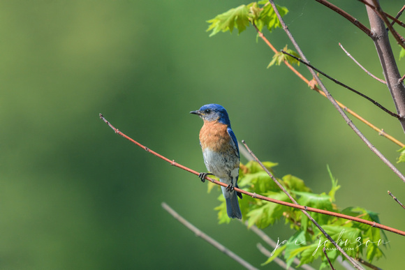 Eastern Bluebird On A Branch 122020169139