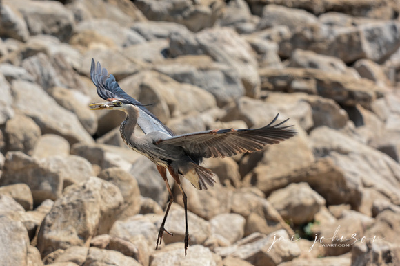 Blue Heron With Fish On Rocks 122020160049