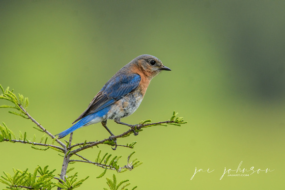 Eastern Bluebird at Lake Graham Jackson Tennessee 122020161982