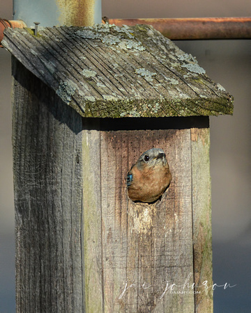 Female Bluebird in Nesting Box 699904252015