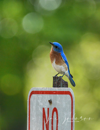 Bluebird On No Parking Sign 760005032015