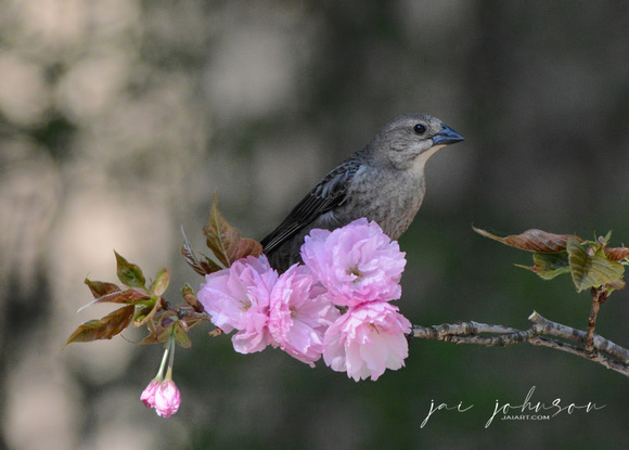 Female Cowbird On A Cherry Blossom Branch 051620152647