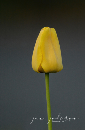 Single Yellow Tulip On Dark Background 051620152811