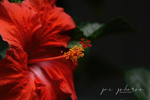 Red Hibiscus Flower On Dark Background 052120151656