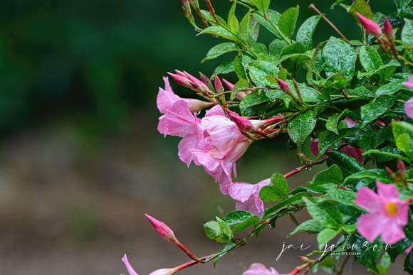 Pink Flowers In The Garden In The Rain 052120152005