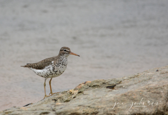 Spotted Sandpiper On The Rocks 052420153708