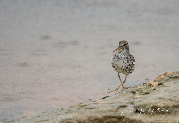 Spotted Sandpiper Walking On The Rocks 052420153713
