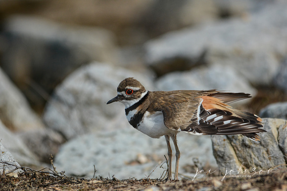 Killdeer With Wings Out 052420154703