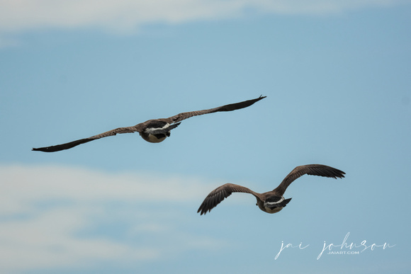 Two Canadian Geese Flying At Lake Graham 052420155307