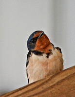 Barn Swallow On A Rafter 052620155342