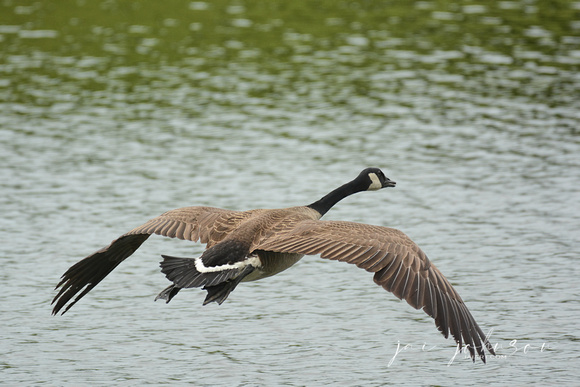 Flying Canadian Goose At Lake Graham 052620155400
