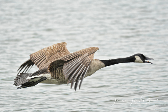 Flying Canadian Goose at Lake Graham Jackson Tennessee 052620155390