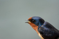 Squawking Barn Swallow 052620155484