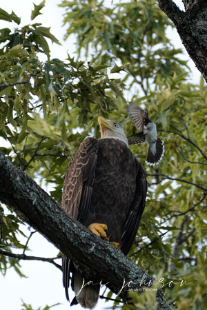 Bald Eagle Being Attacked by Eastern Kingbird Shiloh TN 052620156748