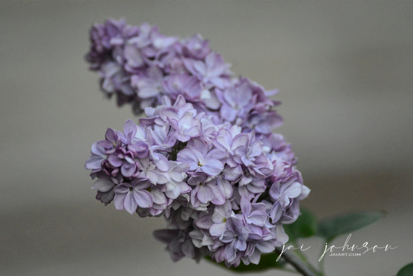 Lilac Flower Bloom On A Cloudy Day 061120154760