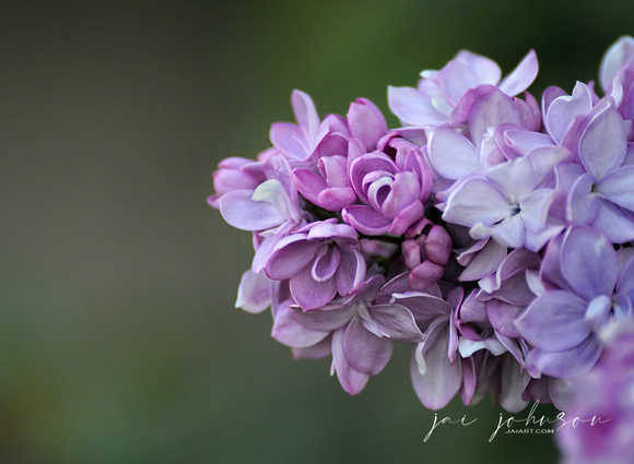 Lilac Flower Close Up 061120154779