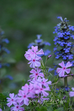 Mixed Flowers In Spring Garden 061120154811