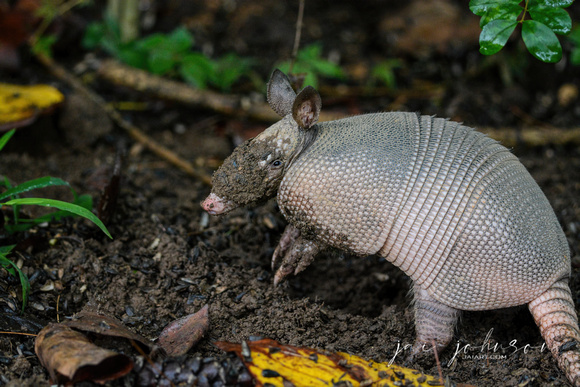 Armadillo In The Mud 062720150030