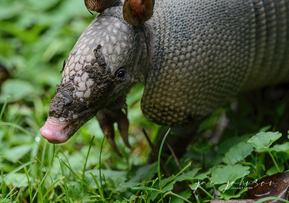 Armadillo With Muddy Face 062720150051