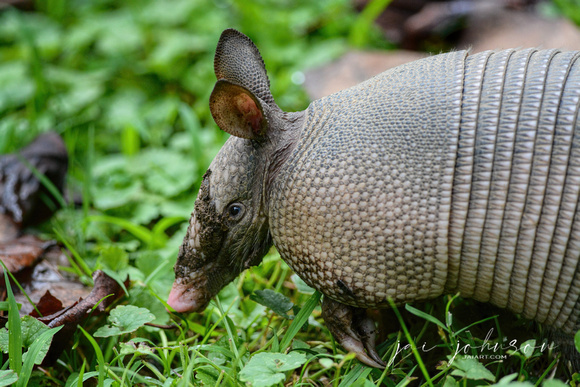 Armadillo With Muddy Face 062720150055