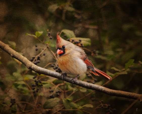 Anticipating Winter 2 - Cardinal