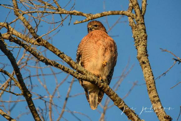 Red Shouldered Hawk In The Sun 122320169050