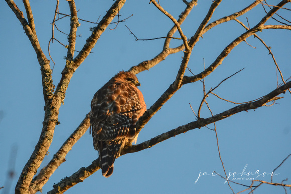 Red Shouldered Hawk In The Sun 122320168925