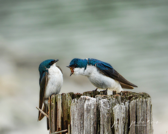 Angry Swallow