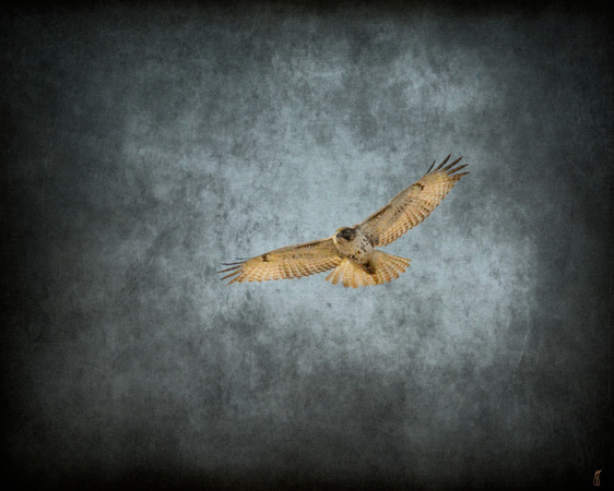 February Winds - Wildlife - Hawk