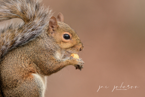 Gray Squirrel Eating Nut 120720163845