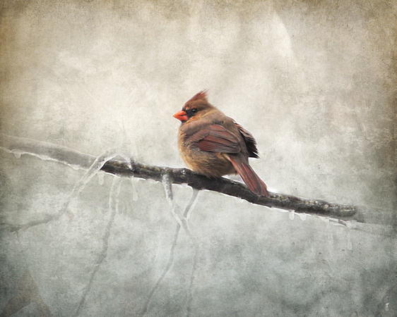Female Cardinal Braving the Cold - Winter Birds