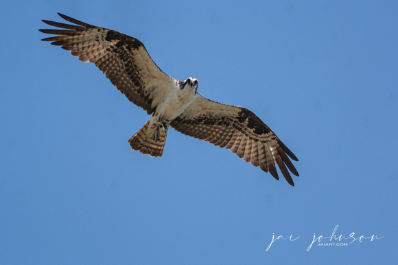 Osprey With Small Fish at Pickwick Dam Tennessee