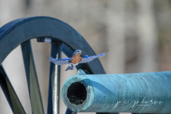 Bluebird Flying To Cannon in Shiloh Tennessee
