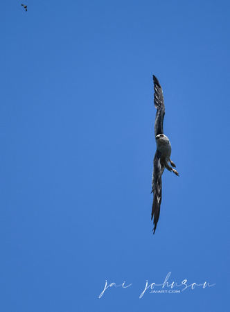Mississippi Kite Chasing Bug In Sky