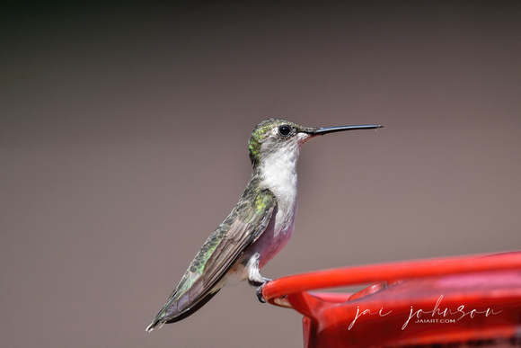Ruby Red Throated Hummingbird Female Perched On Feeder