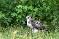 Redtail Hawk On Ground With Prey Shiloh TN