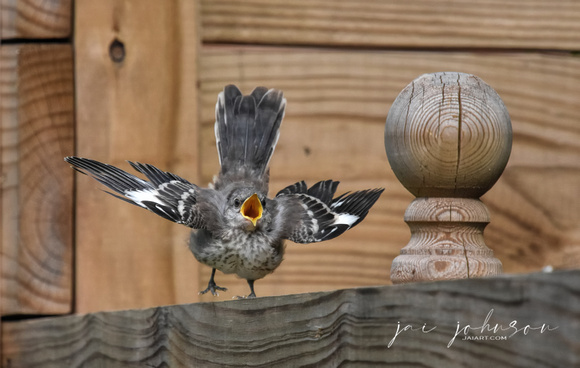 Juvenile Mockingbird Demanding Food
