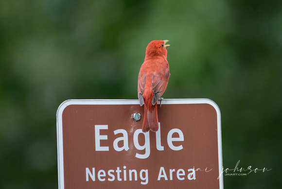 Singing Summer Tanager On Eagle Nesting Area Sign Shiloh Tennessee 052120152601