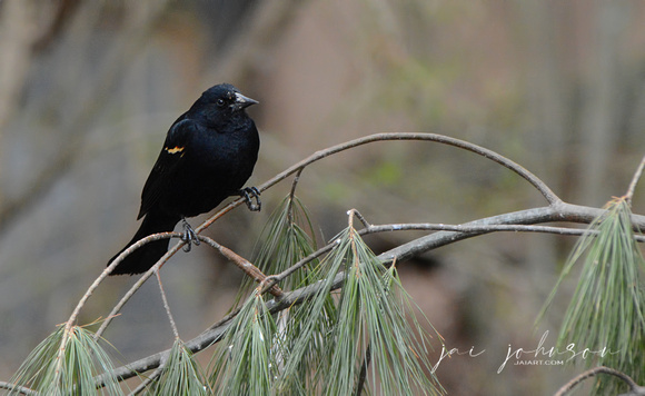 Red Winged Blackbird on Pine Branch 074304252015
