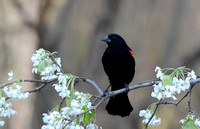 Red Winged Blackbird On Flower Branch 111204252015
