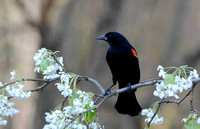 Red Winged Blackbird On Flower Branch 111604252015